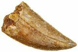 Serrated Raptor Tooth - Real Dinosaur Tooth #357968-1